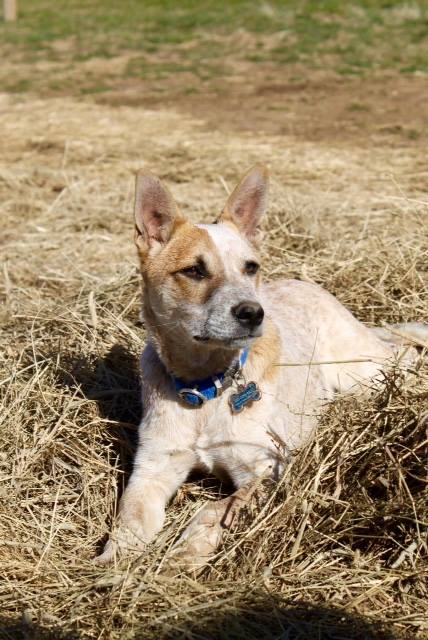 Dog in hay pile